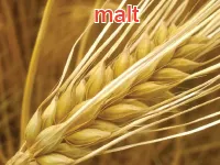 Định nghĩa & cách phát âm từ malt