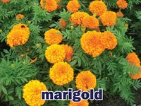 Định nghĩa & cách phát âm từ marigold