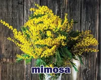 Định nghĩa & cách phát âm từ mimosa