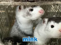 Định nghĩa & cách phát âm từ mink