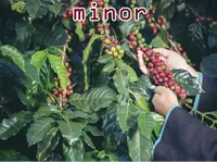 Định nghĩa & cách phát âm từ minor