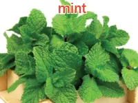 Định nghĩa & cách phát âm từ mint
