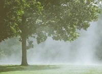 Định nghĩa & cách phát âm từ mist