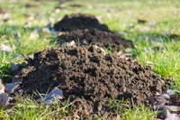 Định nghĩa & cách phát âm từ molehill