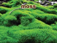 Định nghĩa & cách phát âm từ moss