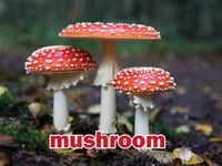 Định nghĩa & cách phát âm từ mushroom