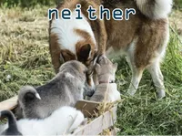 Định nghĩa & cách phát âm từ neither