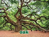 Định nghĩa & cách phát âm từ oak