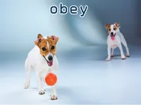 Định nghĩa & cách phát âm từ obey