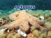 Định nghĩa & cách phát âm từ octopus