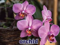 Định nghĩa & cách phát âm từ orchid