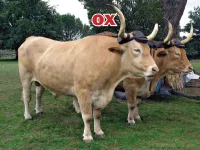 Định nghĩa & cách phát âm từ ox