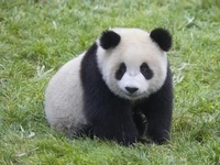 Định nghĩa & cách phát âm từ panda