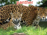 Định nghĩa & cách phát âm từ panther