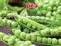 Định nghĩa & cách phát âm từ pea