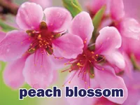 Định nghĩa & cách phát âm từ peach blossom