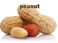 Định nghĩa & cách phát âm từ peanut
