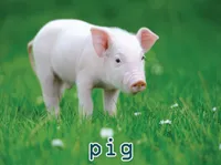 Định nghĩa & cách phát âm từ pig