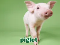 Định nghĩa & cách phát âm từ piglet