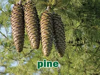 Định nghĩa & cách phát âm từ pine