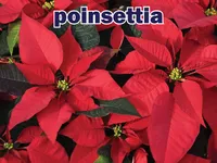 Định nghĩa & cách phát âm từ poinsettia