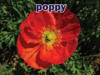 Định nghĩa & cách phát âm từ poppy