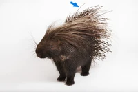 Định nghĩa & cách phát âm từ quill
