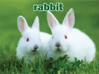 Định nghĩa & cách phát âm từ rabbit