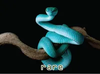 Định nghĩa & cách phát âm từ rare