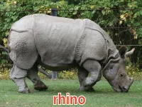 Định nghĩa & cách phát âm từ rhino