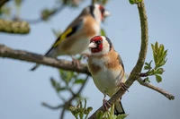 Định nghĩa & cách phát âm từ roost