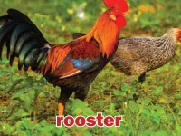 Định nghĩa & cách phát âm từ rooster