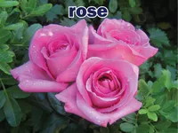 Định nghĩa & cách phát âm từ rose