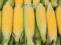 Definition & pronunciation of row