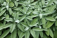Định nghĩa & cách phát âm từ sage