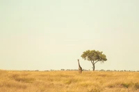 Định nghĩa & cách phát âm từ savannah