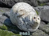 Định nghĩa & cách phát âm từ seal