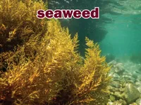 Định nghĩa & cách phát âm từ seaweed