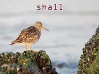 Định nghĩa & cách phát âm từ shall