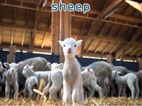 Định nghĩa & cách phát âm từ sheep