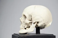 Định nghĩa & cách phát âm từ skull