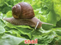 Định nghĩa & cách phát âm từ snail