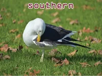 Định nghĩa & cách phát âm từ southern