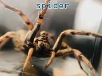 Định nghĩa & cách phát âm từ spider