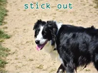 Định nghĩa & cách phát âm từ stick out
