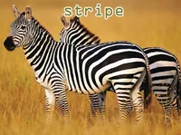 Định nghĩa & cách phát âm từ stripe