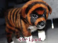 Định nghĩa & cách phát âm từ striped