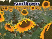 Định nghĩa & cách phát âm từ sunflower