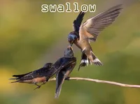 Định nghĩa & cách phát âm từ swallow