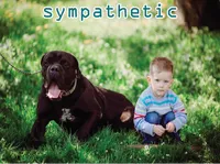 Định nghĩa & cách phát âm từ sympathetic